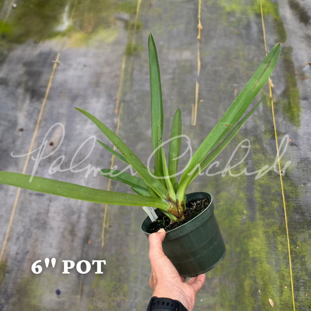 Paph. Anita Baby — Palmer Orchids
